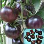 100 pcs / bag Black pearl nutritional content of fruit tomato