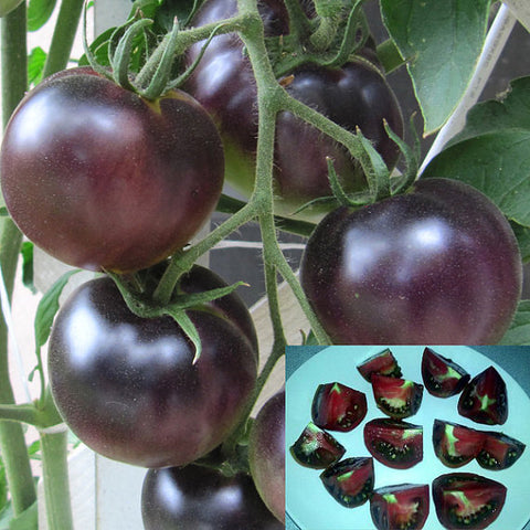 100 pcs / bag Black pearl nutritional content of fruit tomato