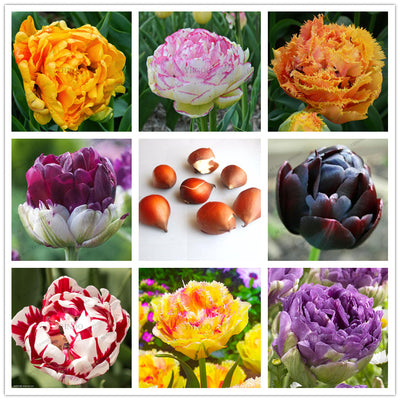 5pcs Purple and White double Tulip Bulbs Bonsai