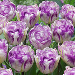 5pcs Purple and White double Tulip Bulbs Bonsai