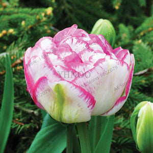 5pcs Purple and White double Tulip Bulbs Bonsai